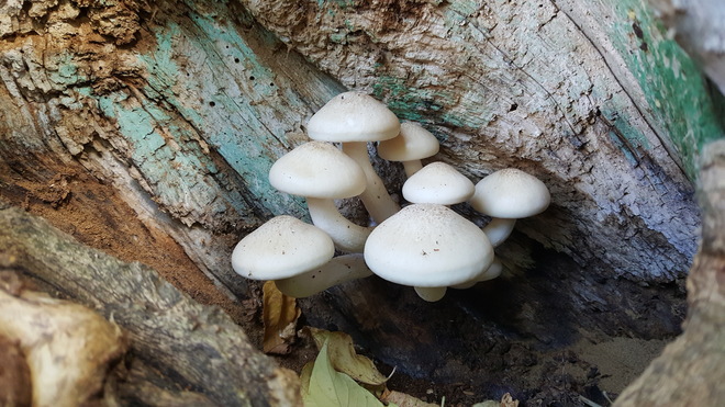 Mushrooms in a tree Kitchener, ON