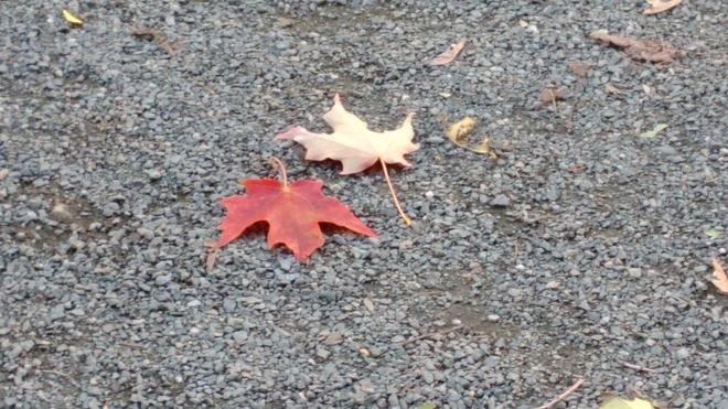 Fall - yin & yang Toronto, ON