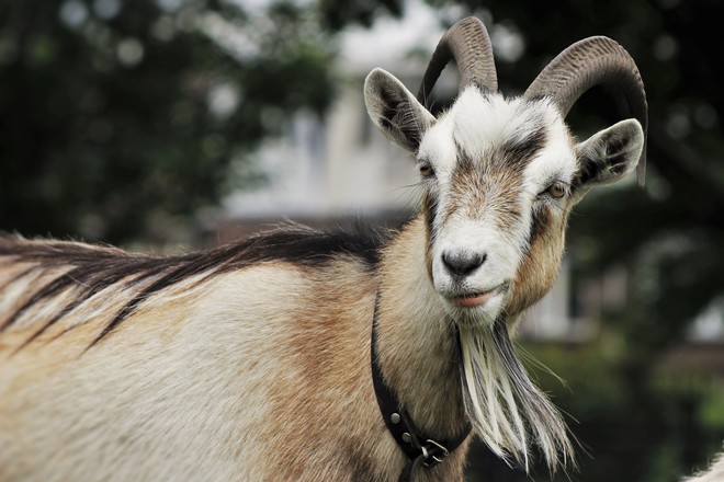 Goat portrait ! Richmond Hill, ON