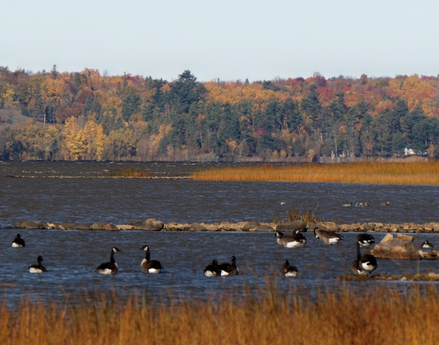 Fall geese Ottawa