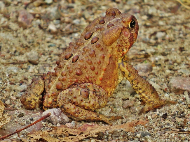 Rejuvenated Toad on Cranberry Trail. North Bay, ON