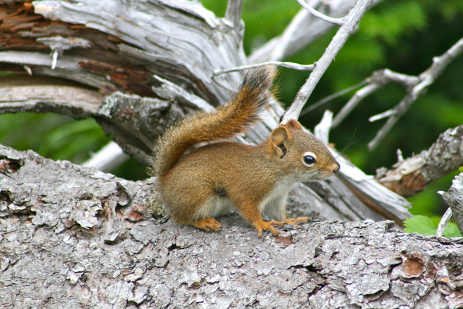 red squirrel Dundas,Ontario
