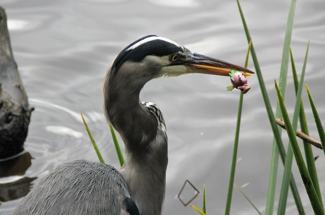 What is the heron eating! Vancouver, BC