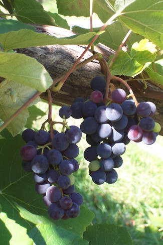 Sweet grapes Coquitlam, BC
