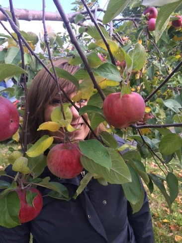 Apple picking Douglas, NB