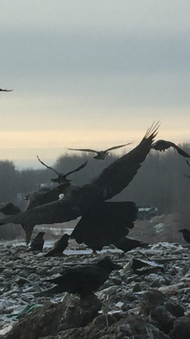 Ravens Cold Lake, Alberta, CA
