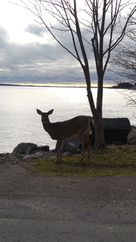 Deer taking in the view at the point Saint Andrews, NB