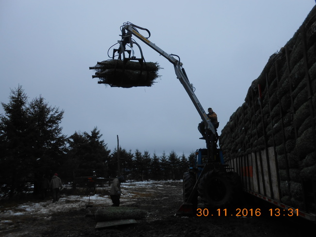 The last load of Christmas trees Going to the USA 360 Rang des Chutes, Ham-Nord, QC