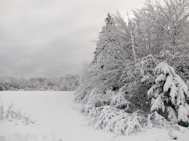 Freshly Fallen Snow 1787-1797 Shediac Rd, Lakeville, NB E1H 1A1, Canada