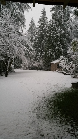 my back yard looks like a wonderland. Coquitlam, BC