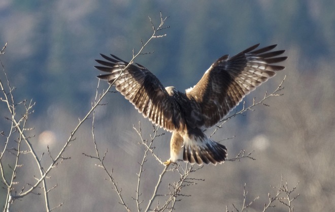 eagle and rough-legged hawk Kamloops B.C.