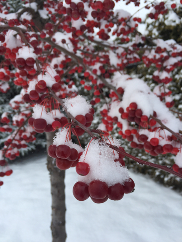 Winter berries Orléans, Ontario, CA