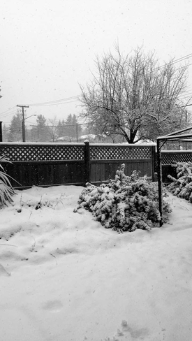 Early morning backyard snowfall Campbell River, British Columbia, CA
