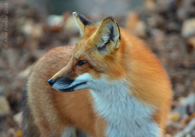Red Fox Doris McCarthy Trail, Scarborough, ON M1M, Canada