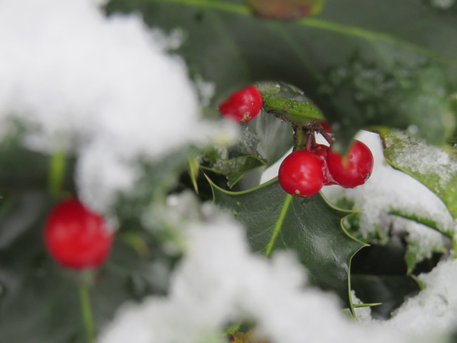 Holly berries and snow 