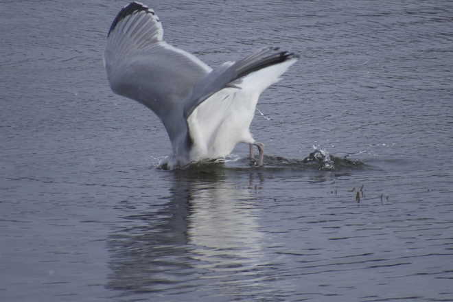 Herring Gull, "Gully" Fishing Schnare Cove, Chester, NS