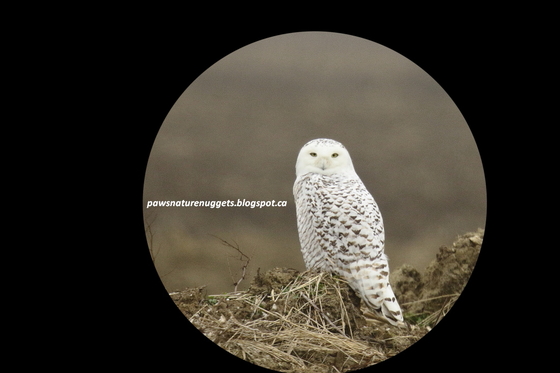 Snowy Owl looking at you!
