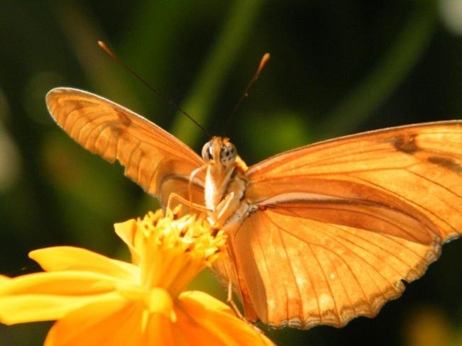 A Florida butterfly. Boynton Beach, FL, United States
