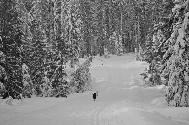 Skiing with the dogs Marshall Lake, Kootenay Boundary D, BC