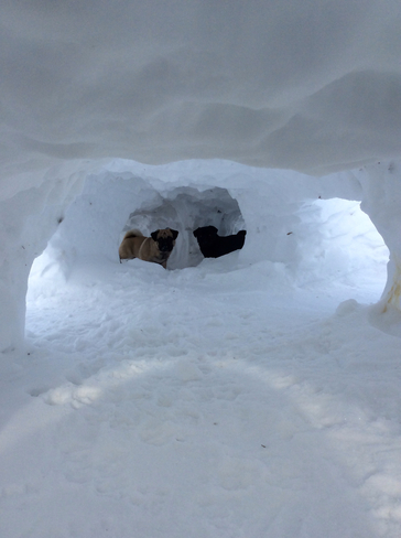 Pug in snow tunnels Winnipeg, Manitoba, CA