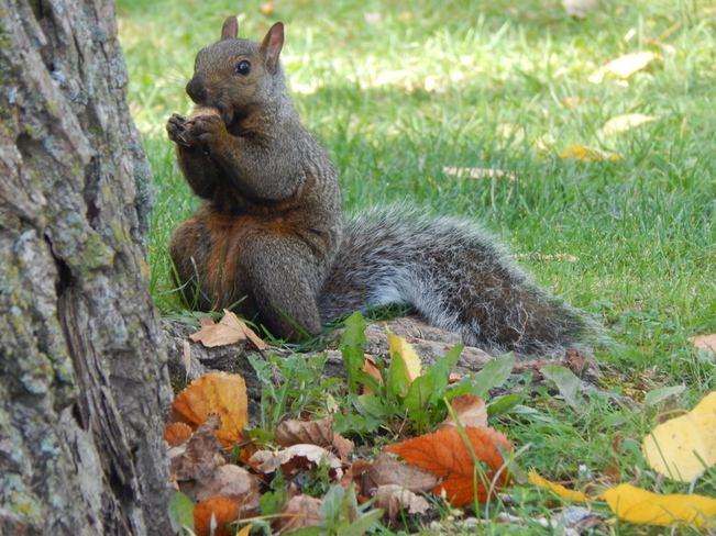 Squirrel in a Whirl Oshawa, ON