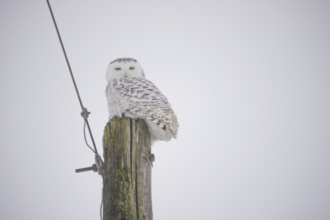 Snowy Owl Rushmore Road, Ottawa, ON