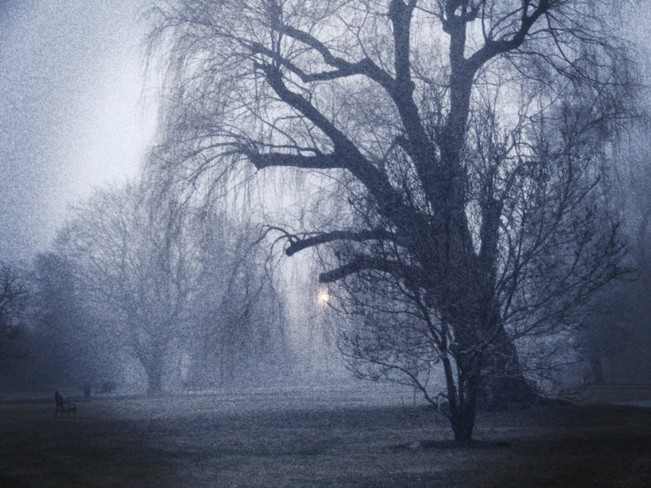 A Foggy Walk Through The Park Brantford, ON