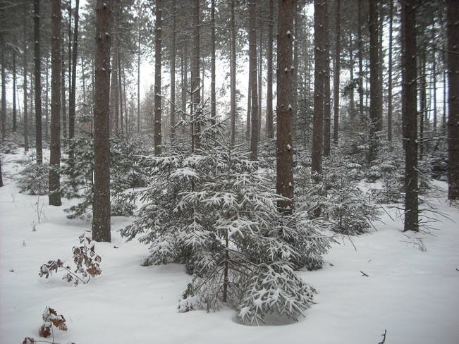 Snow Covered Pines Roseneath, ON