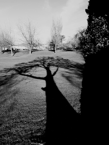 Long Shadow at Earles Park Vancouver, BC