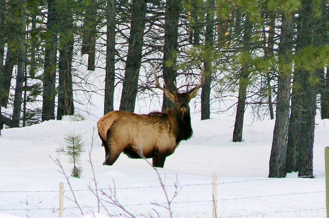 5x5 bull Elk Kimberley, BC