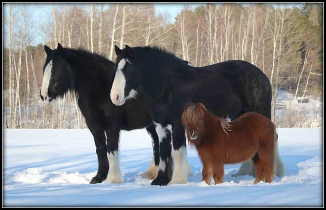 Les chevaux de mon voisin Saint-Rosaire, QC