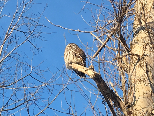 Barred Owl Bobs Lake, Ontario, CA