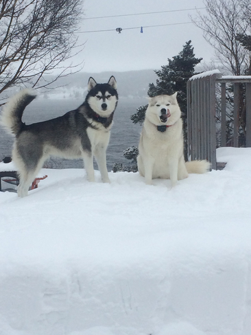 Snow fun! Division No. 7, Newfoundland and Labrador, CA