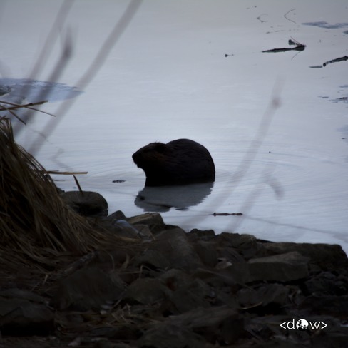 Baby beaver in the early morning light Hamilton, ON