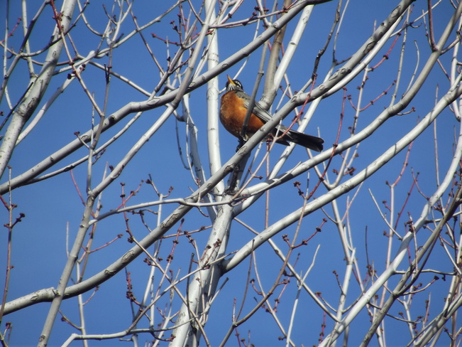Our first sighting of a robin Lincoln, ON