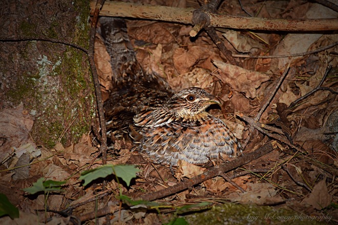 Mother protecting her nest 4659 511, Lanark, ON K0G 1K0, Canada
