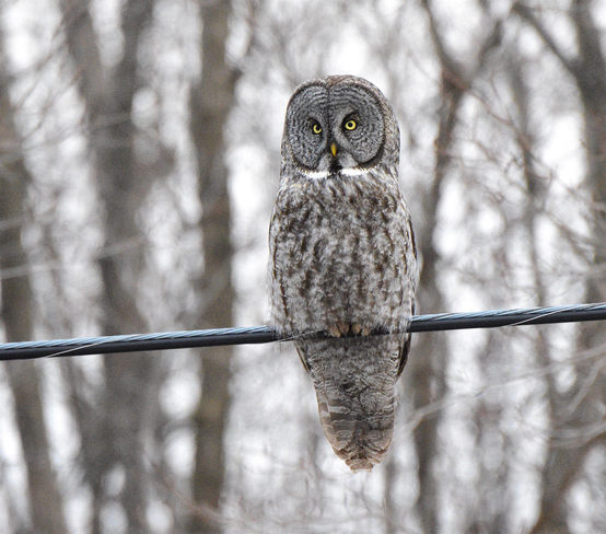 Great Gray Owl Kingston, ON