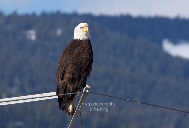Bald Eagles Kamloops B.C.