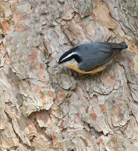 Red Breasted Nuthatch 21201-21359 Lakeside Dr, Thorndale, ON N0M 2P0, Canada