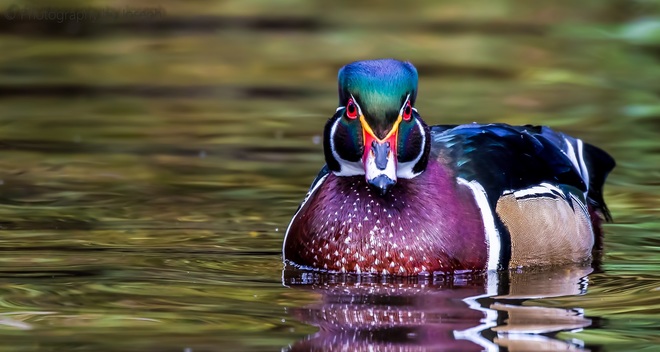 Mr. Handsome- Wood Duck Burnaby, BC