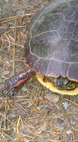 turtle Agate, NE