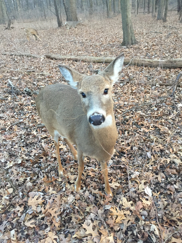 Deer Windsor, Ontario, CA