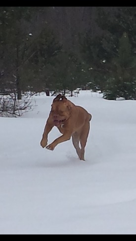 Roxi loves Snow! Horseshoe Valley, ON