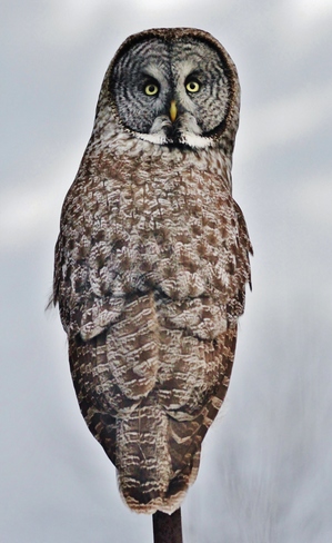 Great Grey Owl Kingston, ON