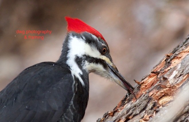 Pileated woodpecker Kamloops B.C.