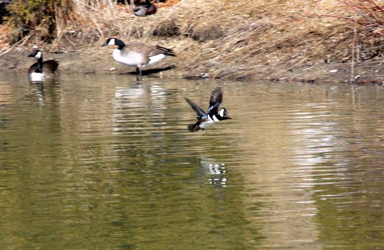 Male meganser duck in flight