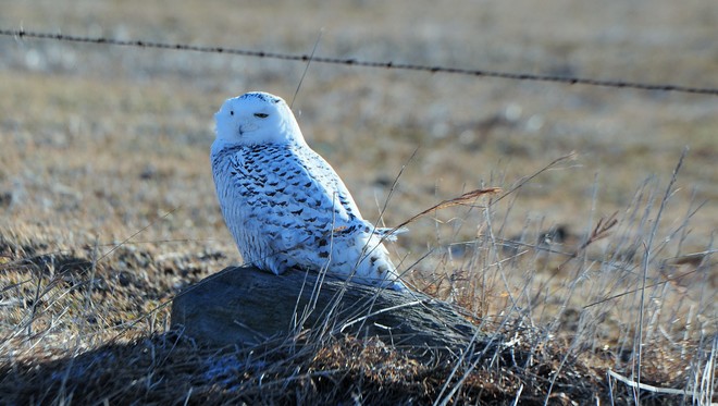 Snowy Owl (F) Floradale, ON
