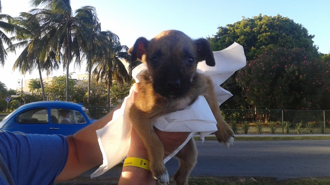 Abandoned puppy Varadero, Matanzas, Cuba