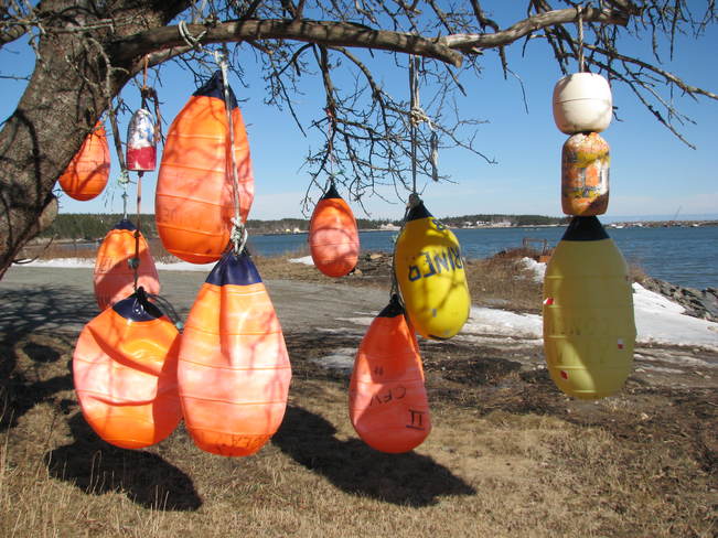 The Early Easter Tree Dipper Harbour, NB