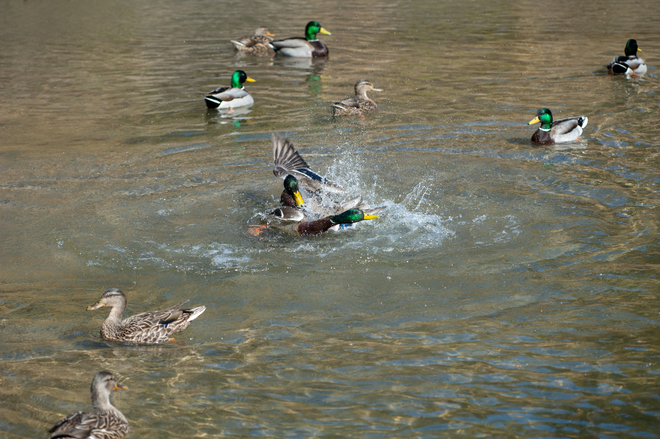 Ducks fight Toronto, ON